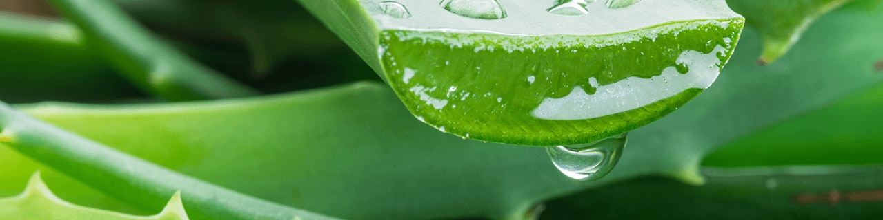Close de folhas de aloe vera cortadas, com gotas de gel natural escorrendo, destacando sua textura hidratante e propriedades calmantes.